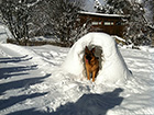 Igloo