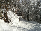 Snowy Lane