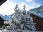 Snow capped trees - Courchevel